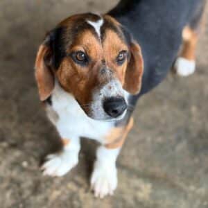 LELE (♀) - sehr überfordert im Kennel - reserviert TH Tuttlingen (5.4 LS)