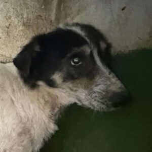 R14KPLKvetmx (♂) Notfall, starke Hautprobleme + viel zu dünn