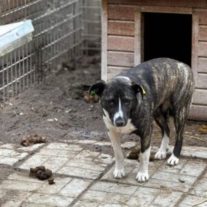 H3JPLK140 (♀) - bereits unsicher - sollte zeitnah reisen!