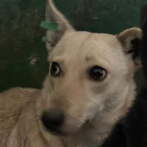 H6PLKvetax (♀) (Kopie)