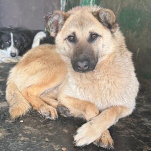 BALU (♂) hinkt vorne links