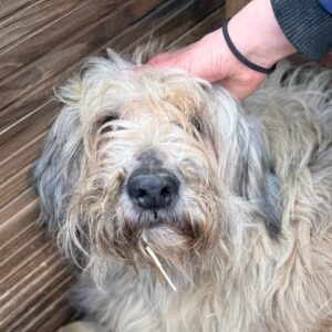 KERRY (⚤) stark verfilzt