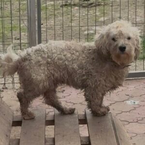 BJELO (♂) - auf PS im PLZ Bereich 55 (SD)