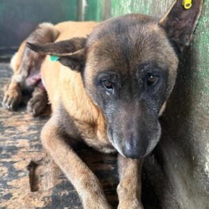 SAMEEN (♀) NOTFALL! - Große Wunde am Gesäuge