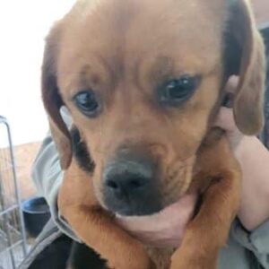 TALISHA (♀) - reserviert Tierhilfe Lebenswert (16.04. AM)