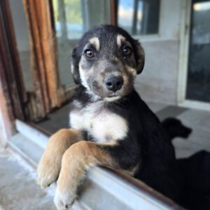 MICKY (♂) - wird unsicher - sollte zeitnah reisen (04/26)