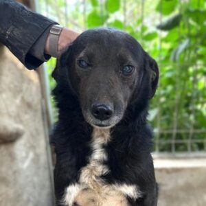 SCHMITTI (♂) - vermutlich blind