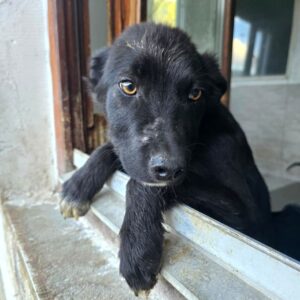 TOGGO (♂) - wird unsicher - sollte zeitnah reisen (04/26)