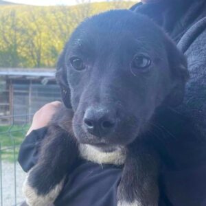 NAILA (♀) - Leichte Hautprobleme – wird unsicher – sollte zeitnah reisen (04/26)