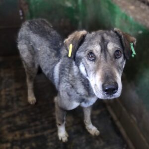 DARKO (♂) - Notfall - komplett abgemagert, Bissverletzungen (04/26)