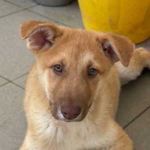 ELAIA (♀) - reserviert TH Filderstadt (AL 24.04.)