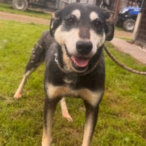 MAITE (♀) - seelischer Notfall - leidet im Kennel sehr