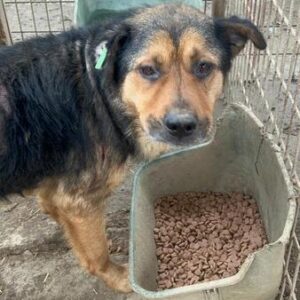 FINNY (♂) -Notfall- Hautprobleme