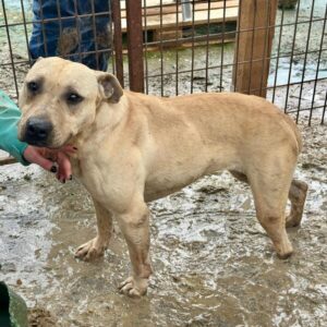 ELSAH (♀) Notfall - linke Hinterpfote fehlt - nur AT Vermittlung möglich