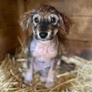 h6jt-plmk104 (♀) reserviert für TiNO - aktuell in der Klinik (PM 02.04.)