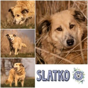 SLATKO (♂) in 86830 Schwabmünchen