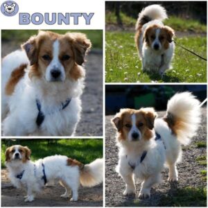 BOUNTY (♂) in 53945 Blankenheim