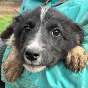 MAYANA (♀) reist auf PDR PS im PLZ Bezirk 55 (SD 02.04.)