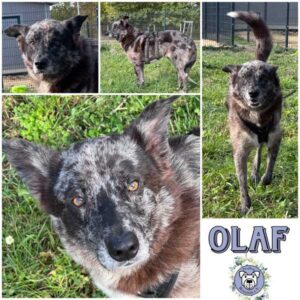 OLAF (♂) in 07589 Lederhose