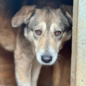 SANJARI (♀) - auf PS im PLZ Bereich 21 (SE)