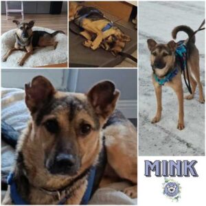 MINK (♂) in 24796 Bovenau