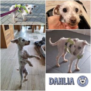 DAHLIA - Gnadenplatzhund seit dem 19.04.2026