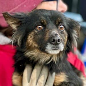 ROSI (♀) - auf PS im PLZ Bereich 15 (NU)