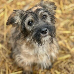 JABBA (♀) reist auf PDR PS im PLZ Bezirk 55 (SD 02.04.)