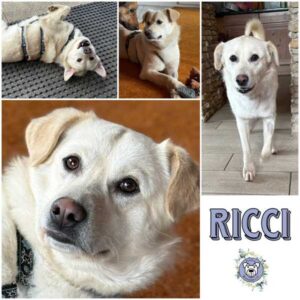 RICCI (♂) in 95466 Weidenberg