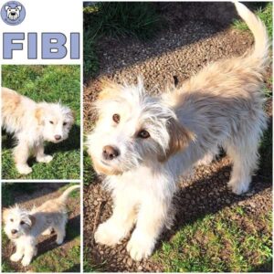 FIBI (♀) in 55595 Gebroth