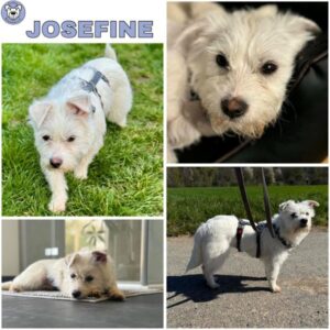 JOSEFINE (♀) in 56581 Melsbach