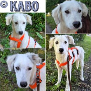 KABO (♂) in 55595 Gebroth