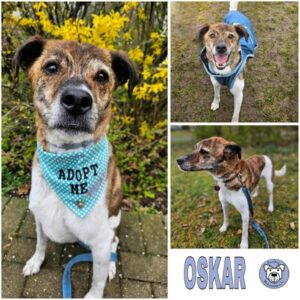 OSKAR (♂) in 96052 Bamberg