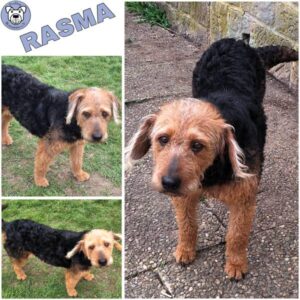 RASMA (♀) in 55595 Gebroth