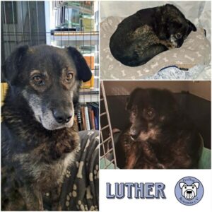 LUTHER - Gnadenplatzhund seit dem 31.01.2026