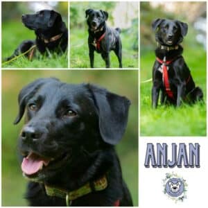 ANJAN (♂) in 57632 Ziegenhain