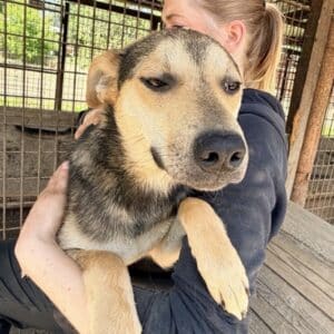 BENTO (♂) - auf PS im PLZ Bereich 34 (MH)