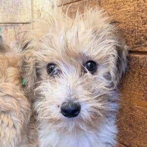 JUDIE (♀) reist auf Pflegestelle PLZ 38 - SE 29.5.
