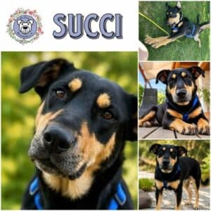 SUCCI (♀) in 97953 Königheim