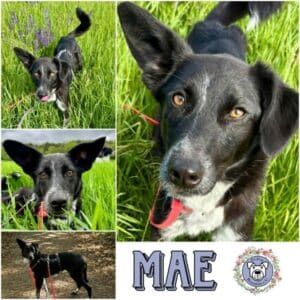 MAE (♀) in 97922 Lauda-Königshofen