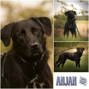 ANJAN (♂) in 57632 Ziegenhain