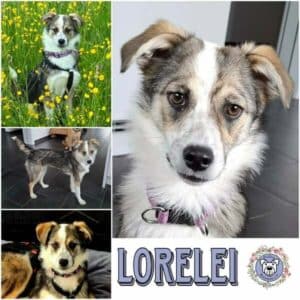 LORELEI (♀) in 63654 Büdingen