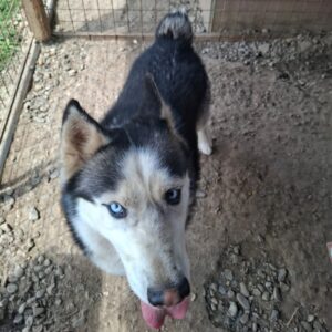 BUCK (♂) - reserviert Tierhilfe Lebenswert DR 29.05.