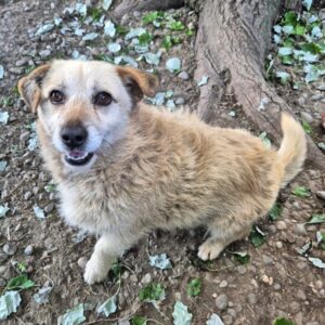 CRACKER (♂) - reserviert Tierhilfe Lebenswert DR 29.05.
