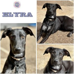 ELYRA (♀) in 55595 Gebroth