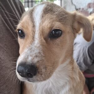 GIULI (♀)- reserviert- reist auf PDR PS im Bereich 41 (30/05/NU)
