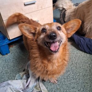 HILDE (♀) - reserviert Tierhilfe Lebenswert DR 24.05.26