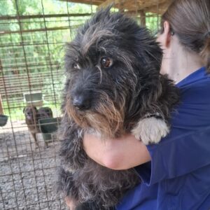 ILLU (♀) - reserviert Tierhilfe Lebenswert DR 29.05.
