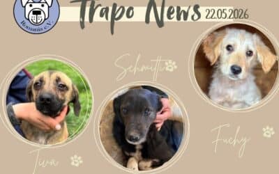 Transport am 22.05. – 35 Hunde durften ausreisen 🚐🐾