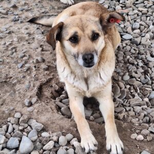 KÄTHE (♀) - reserviert Tierhilfe Lebenswert DR 29.05.